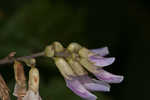 Hog Peanut